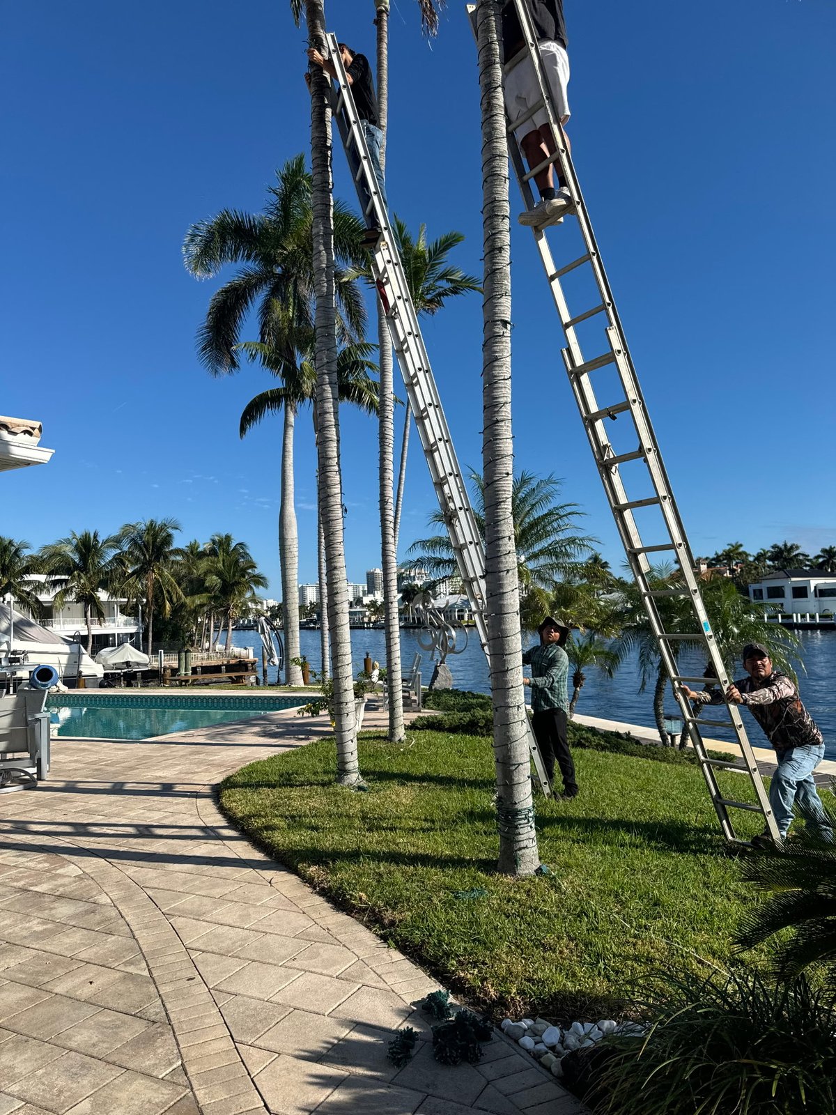 Gulfstream Glow crew stringing lights up tall royal palms poolside